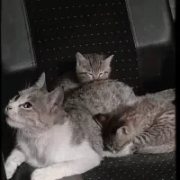 واگذاری گربه نژاد dsh