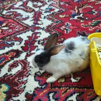 فروش خرگوش‌نر