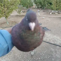 کبوتر تافته ای|پرنده|شیراز, پودنک|دیوار