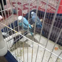 دوتا مرغ عشق