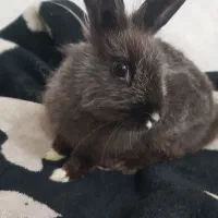 خرگوش خونگی نژاد لوپو|موش و خرگوش|قم, شهید صیاد شیرازی|دیوار