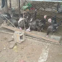 بوقلمون محلی درجه یک در حال تخم