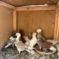 ۳۰تاکفترروهم دونه۱۰۰|پرنده|اردکان, |دیوار