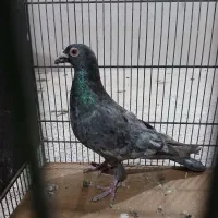 کوهی نامور|پرنده|اسدآباد, |دیوار