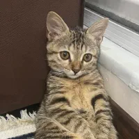 گربه شش ماهه بسیار زیبا