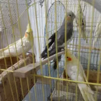 طوطی عروس|پرنده|قائمشهر, |دیوار