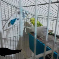 مرغ عشق|پرنده|قائن, |دیوار