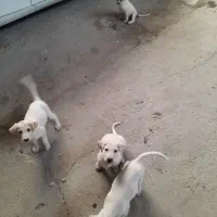 واگذاری توله سگ