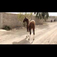 کره اسب نریون