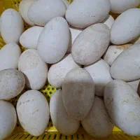 تخم غاز برگشتی