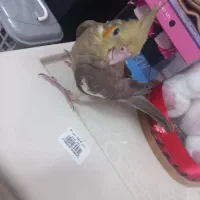 طوطی عروس فول رام