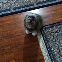 سگ شیتزو|سگ|بجنورد, |دیوار