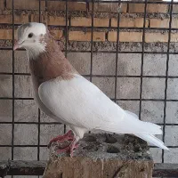 کبوتر رنگی و دورگ|پرنده|باوی, |دیوار