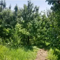 علوفه بسته بندی