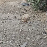 توله سرابی ۶ ماهه ماده|سگ|شهریار, کهنز|دیوار