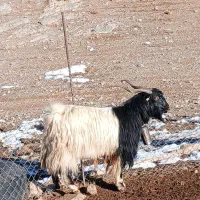 گوسفند فروشی