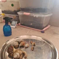 حلزون مولد.|خزنده|همدان, |دیوار