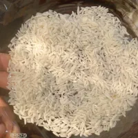 برنج بینام کشت دوم|خوردنی و آشامیدنی|دابودشت, |دیوار