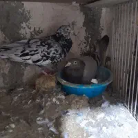 کبوتر کفتر|پرنده|اقبالیه, |دیوار