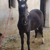 مادیان زیبا