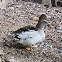 خضیری اردک خضیری