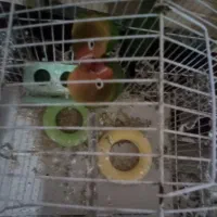 اهواز کوت عبدالله گنوم کار خیابون اول پلاک دو|پرنده|کارون, |دیوار