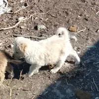 یک جفت توله سگ نر|سگ|کرمانشاه, |دیوار