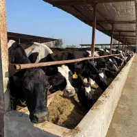 کار در دامداری