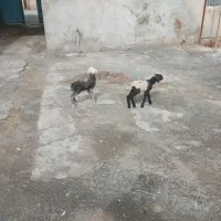 میش با بره|حیوانات مزرعه|معصومیه, |دیوار