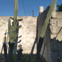 گل کاکتوس پریانوس قیمت مناسب