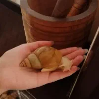 حلزون achatina|خزنده|اصفهان, بهارستان|دیوار