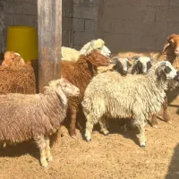 فروش گوسفند پر گوشت و سالم