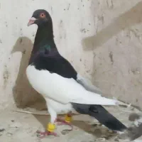 وسایل شخصی. کتاب و دو تا نرو ماده