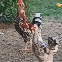 فروش تعدادی خروس گلین لری چهل تاج سه رنگ