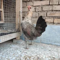 تخم مرغ نطفه دار|حیوانات مزرعه|اهواز, کوی آغاجاری|دیوار