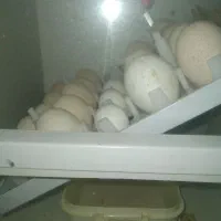 تخم .دستگاه جوجه