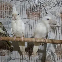 عروس آلبینو و سینامون سرلاکی تا بالغ و گرینچیک|پرنده|آستانه اشرفیه, |دیوار