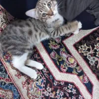 واگذاری گربه کوچولوی ملوس