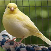 قناری باغی مست،دستی و ماده ۴ماهه با قفس بزرگ