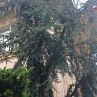 درختچه آتلانتیک وفونیکس