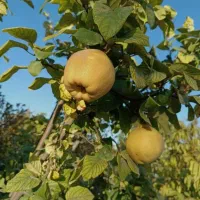 نهال به اصفهان|خدمات باغبانی و درختکاری|نطنز, |دیوار