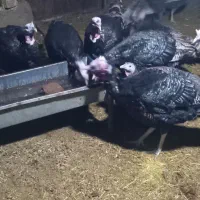 بو قلمون نرو ماده|حیوانات مزرعه|کنگاور, |دیوار