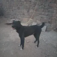 سگ نگهبان|سگ|تفرش, |دیوار