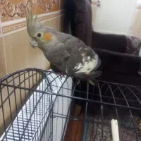 دوعدد عروس هلندی