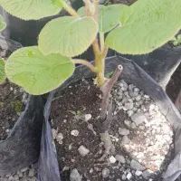 نهال قلمه شده کیوی