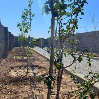 باغچه*چسب انشعابات *خرید از مالک|فروش زمین و ملک کلنگی|اسلامشهر, شهرک احمدیه|دیوار