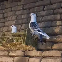 ساتن مقبول|پرنده|مشهد, دانش|دیوار