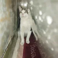 گربه|گربه|زاهدان, |دیوار