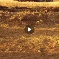 کمباین‌مدل‌۹۹‌ولی‌۱۴۰۰‌بکار‌‌کاهکوب‌‌‌‌‌و‌وسایل‌عا