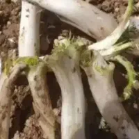 کنگر تازه سارال خوشمزه ۸۵هزار